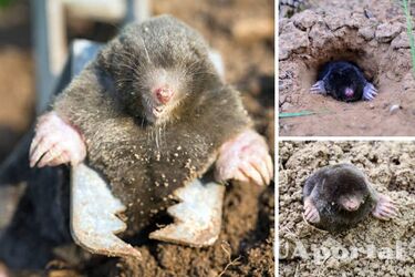 Уксус, шерсть кошек, кофейная гуща и масло: что лучше отпугивает кротов из сада и огорода