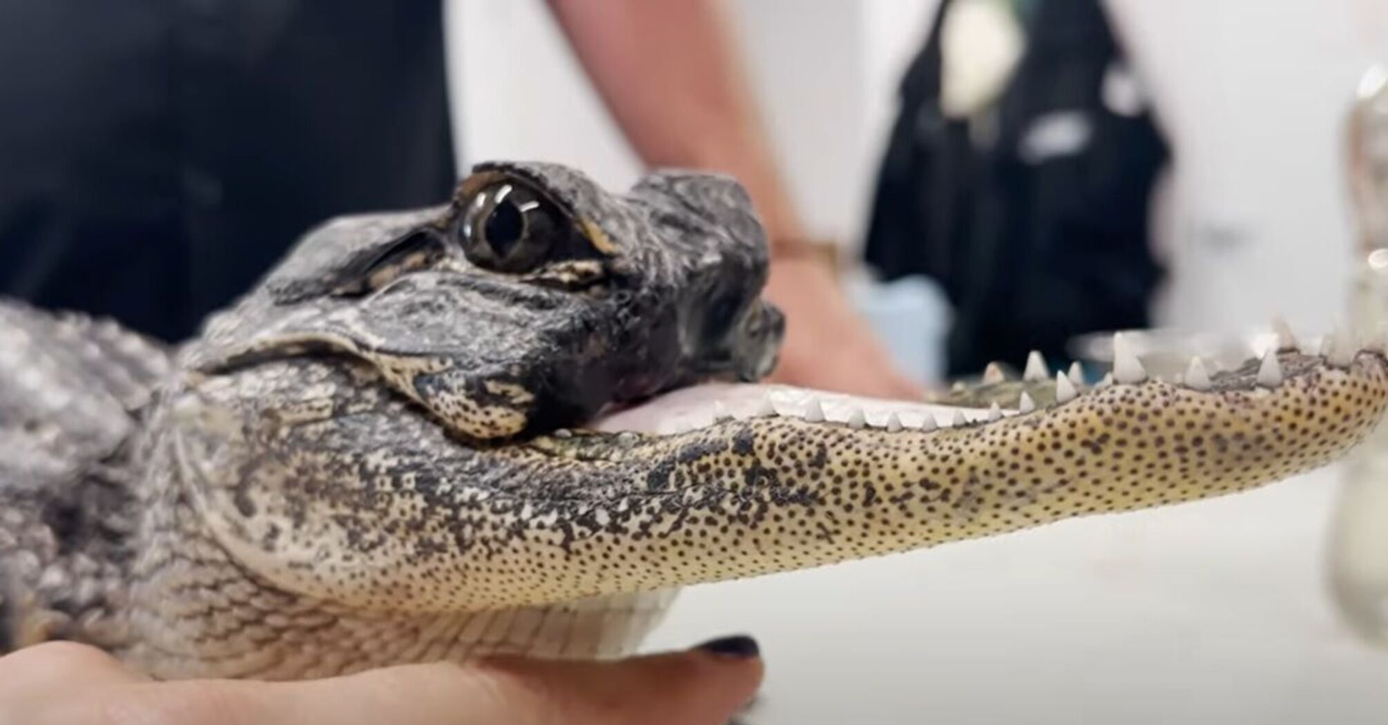 Рідкісного алігатора без верхньої щелепи знайшли у США (відео та фото)
