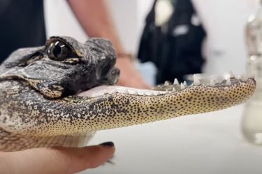 Редкого аллигатора без верхней челюсти нашли в США (видео и фото)