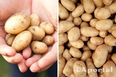 Як зберігати картоплю у квартирі - найкраще місце для зберігання картоплі вдома - де зберігати картоплю