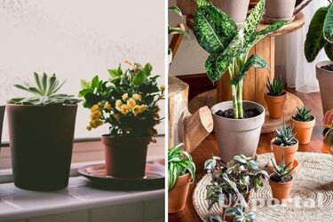 Sześć podstawowych zasad pielęgnacji roślin domowych jesienią