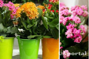 How to properly care for Kalanchoe so that it begins to bloom