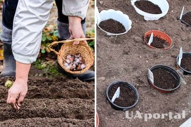 Как сажать цветы на зиму