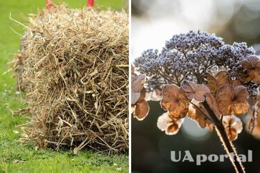 Садівники пояснили, що потрібно зробити зараз, щоб гортензія не замерзла взимку