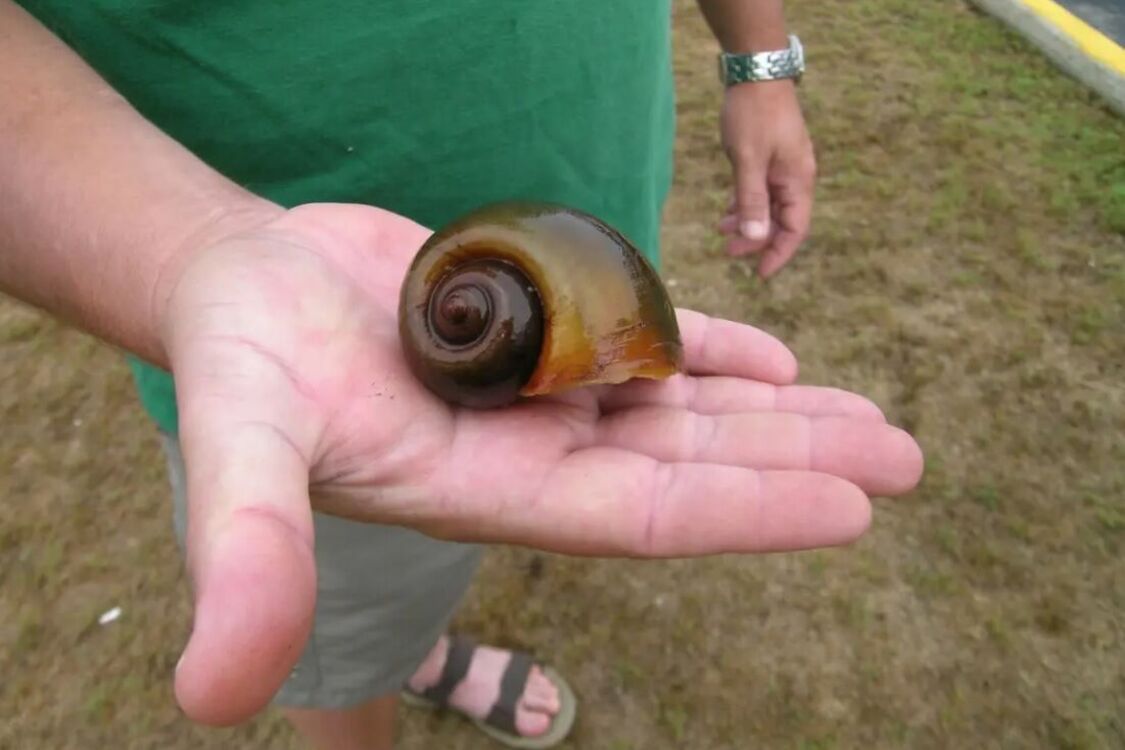 Deadly apple snails found in one of the states in the USA (photo)