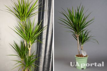 Створює позитивну атмосферу в будинку та налагоджує особисте життя: чому варто тримати вдома драцену