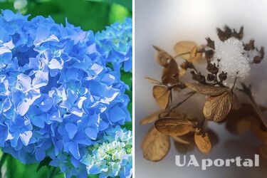 Садівники пояснили, як захистити гортензії від смерті взимку