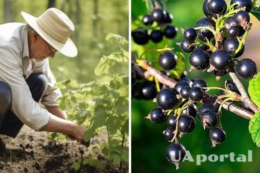 Jak nawozić porzeczki jesienią, aby uzyskać duże zbiory w przyszłym roku?