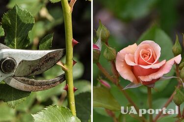 Gardener explains how to prune roses to get the most flowers next year