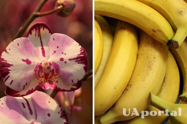 Experts named budget fertilizer for orchids that encourages flowering