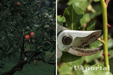 Gardeners have named four plants that must be pruned in November