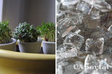 Experts have shared how to properly water indoor plants and protect them from root rot