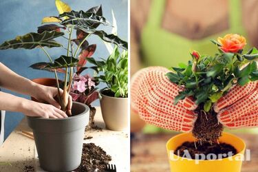Цветоводы назвали топ-3 признака, свидетельствующие, что растение следует немедленно пересаживать