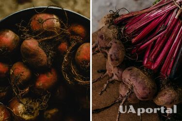 How to store beets throughout the winter - rules for beet storage