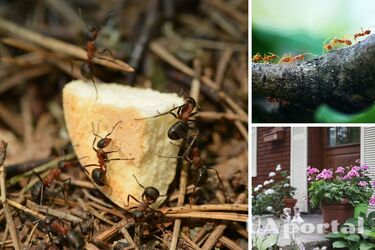 Where ants come from in the house - how to get rid of ants at home