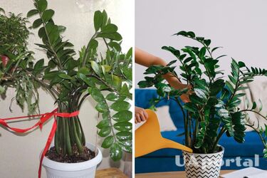 Почему стрелы долларового дерева распадаются в сторону