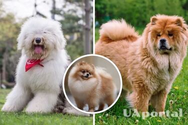 The fluffiest dogs are those with lots of hair