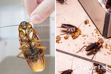 Как сделать эффективную ловушку против тараканов своими руками