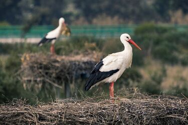 What does it signify when a stork lands at your home