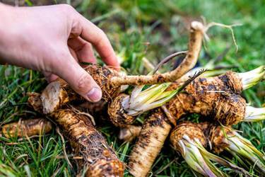 Tips on how to get rid of horseradish in the garden