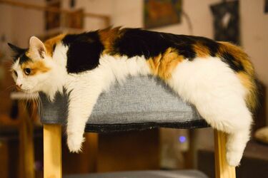 How pets affect a person's life: whether it is worth having them or not