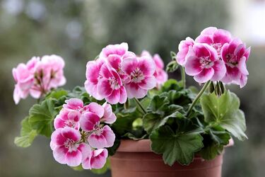 How to make fertilizer for geraniums at home