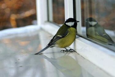 What could a bird be tapping on the window for