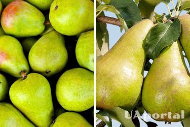 Источник антиоксидантов, витамина С и калия: почему следует регулярно есть груши