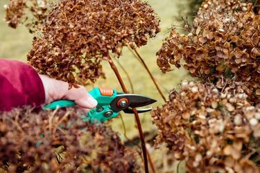Prepare hydrangeas correctly for winter now to ensure they bloom in spring