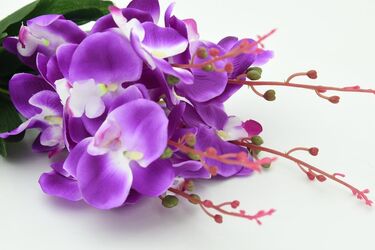 Experts have named mistakes in the care of orchids that can 'kill' the plant