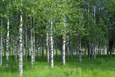 Деревья-обереги, которые наши предки всегда высаживали возле своих домов