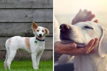 Какие приметы и предрассудки связаны с поведением собак