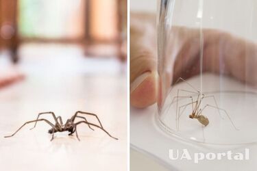 Як позбутися павуків у будинку