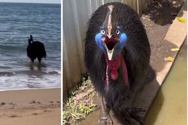 В Австралии двухметровая 'самая опасная птица в мире' плавала в море (видео)
