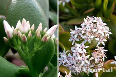 Чим підгодувати грошове дерево, щоб воно зацвіло