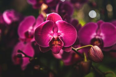 One spice will save it: how to revive an orchid that refuses to bloom