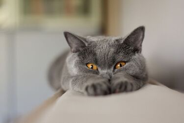 Learn the truth about your pets: 5 myths about cats
