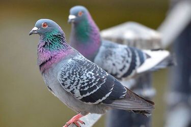Можуть прожити понад 20 років: цікаві факти про голубів