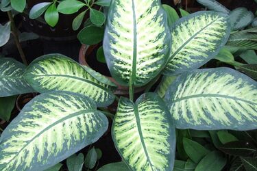 Какие комнатные растения могут привести к ссоре и разлуки в семье