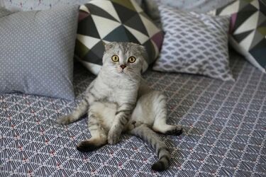 Why Scottish Fold cats stand on two legs and sit in strange poses: shocking reasons