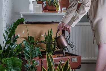 When to water houseplants: tips