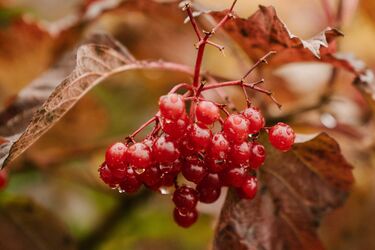 Можно ли сажать калину у дома: народные приметы