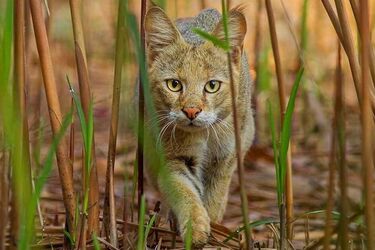 The cat came into the house: what it can mean