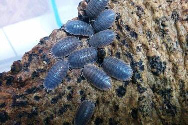 Как узнать, водятся ли мокрицы в доме и как избавиться от вредителей