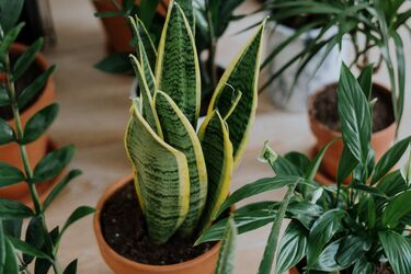 How to accelerate the growth of indoor plants: tips for housewives