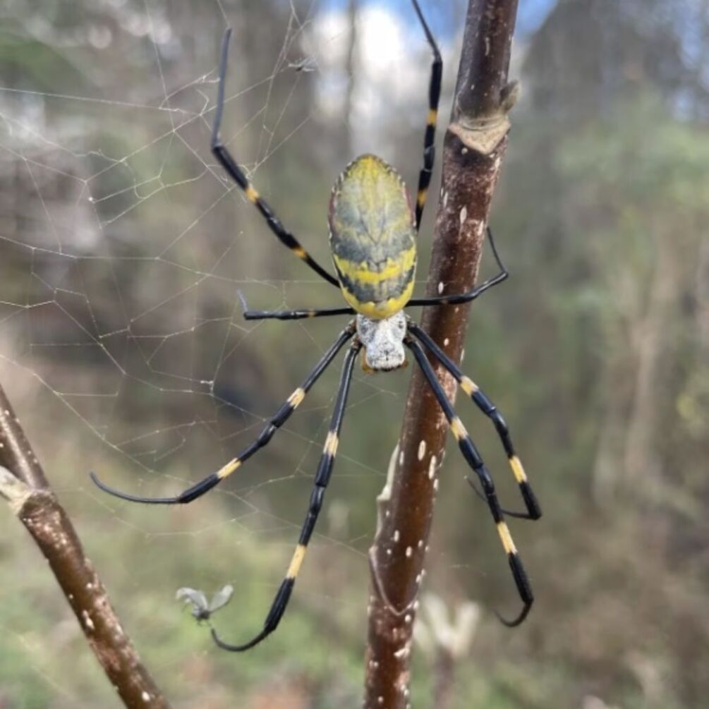 Огромные летучие пауки захватили восточные регионы США: фото и видео