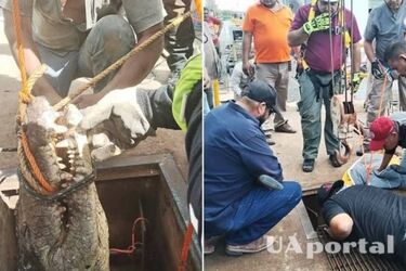 200-кілограмовий крокодил заблокував міську каналізацію у Мексиці (фото)