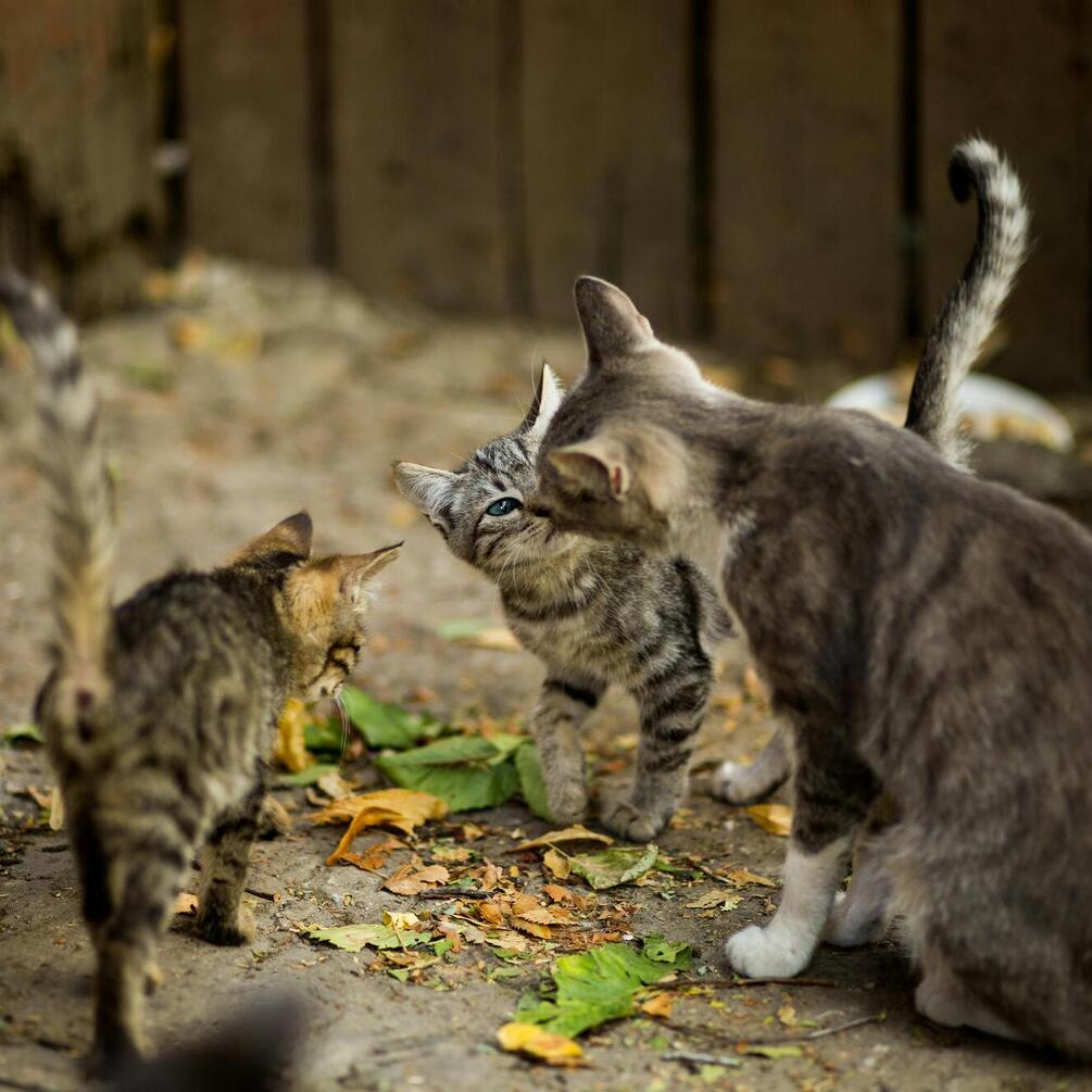 Scientists have learned how cats communicate with each other