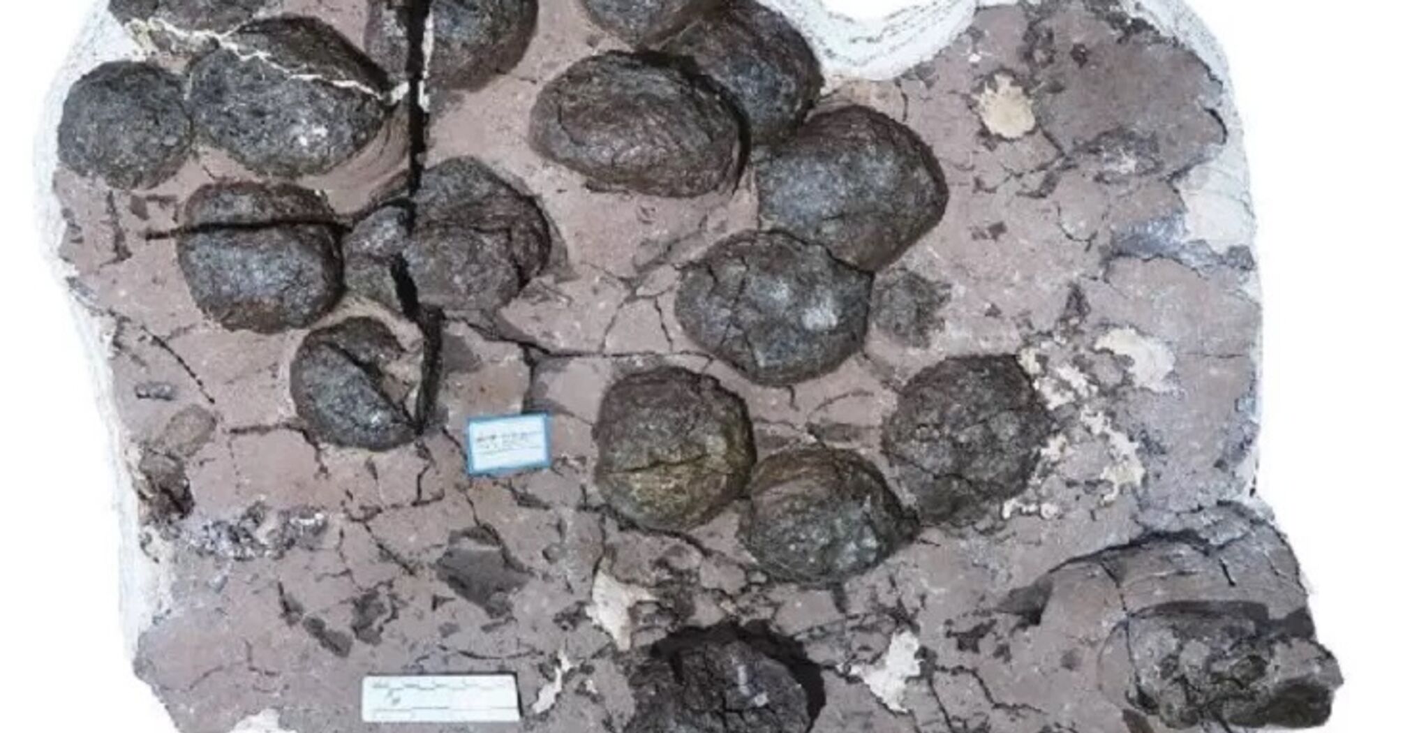 Знайдено 50 'шкірястих' яєць раніше невідомих динозаврів, які померли 190 мільйонів років тому (фото)