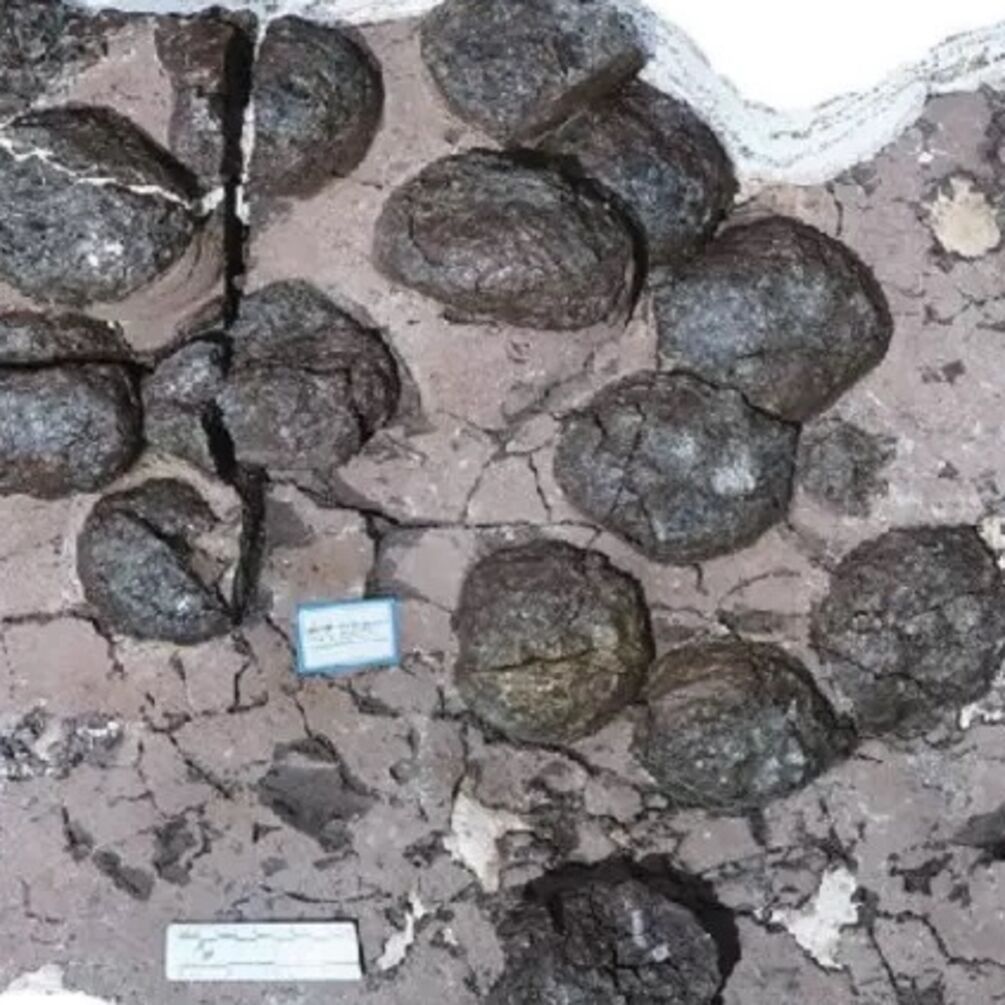 50 'leathery' eggs of previously unknown dinosaurs found that died 190 million years ago (photo)